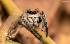 Pellenes modicus