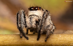 Pellenes modicus