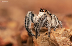 Pellenes modicus