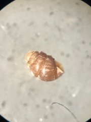 Vertigo pygmaea