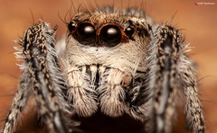 Pellenes modicus