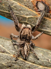 Pellenes modicus
