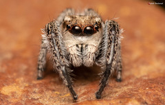 Pellenes modicus