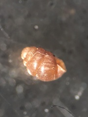 Vertigo pygmaea
