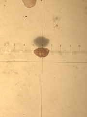 Vertigo pygmaea