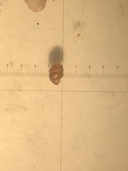 Vertigo pygmaea
