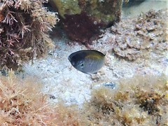 Chromis klunzingeri