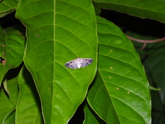 Rhimphalea