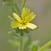 Madia gracilis - Photo (c) dickwood,  זכויות יוצרים חלקיות (CC BY-NC), הועלה על ידי dickwood