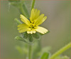 Grassy Tarweed - Photo (c) dickwood, some rights reserved (CC BY-NC), uploaded by dickwood