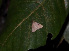 Simplicia discosticta