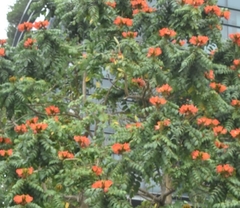 Spathodea campanulata