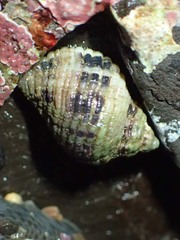 Acanthinucella