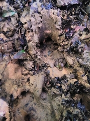 Tapirus terrestris
