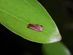 Arsacia rectalis