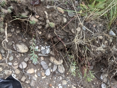 Comandra umbellata pallida