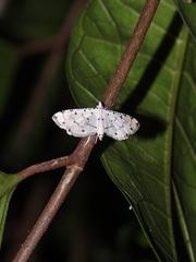 Pycnarmon cribrata