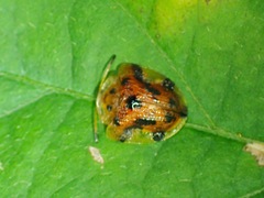 Laccoptera nepalensis