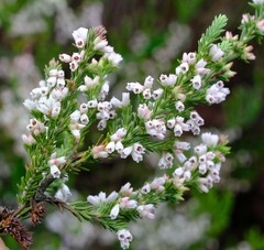 Erica straussiana