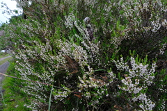 Erica straussiana