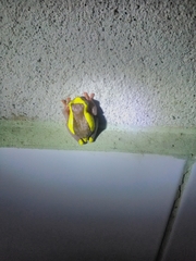 Dendropsophus bifurcus