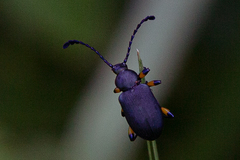 Prostenus