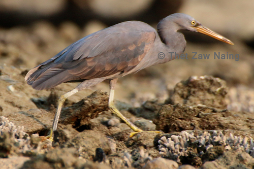 Pacific Reef Heron