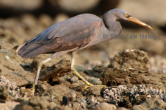 Pacific Reef Heron photo 5