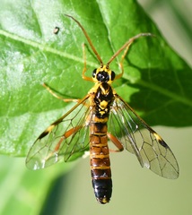 Tenthredopsis litterata