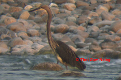 Ardea insignis