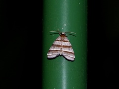 Flammona trilineata