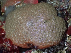 Polycitoridae