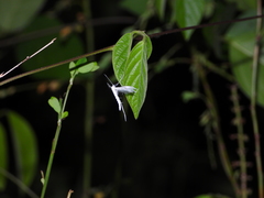 Pterophorus lacteipennis