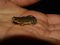 Elachistocleis bicolor