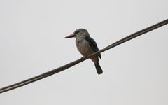 Halcyon senegalensis