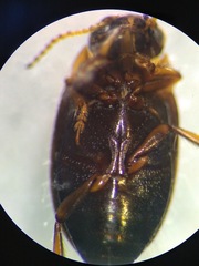 Oreodytes scitulus