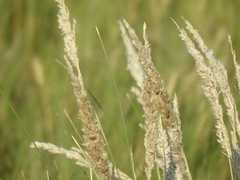 Poa ligularis