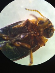 Oreodytes scitulus