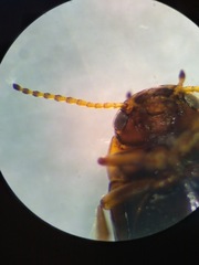 Oreodytes scitulus