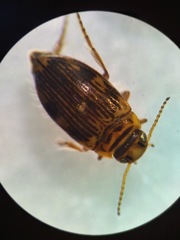 Oreodytes scitulus