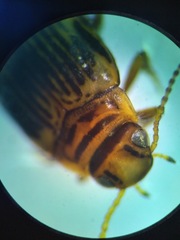 Oreodytes scitulus