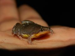 Elachistocleis bicolor