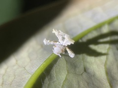 Ricania speculum