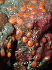 Metandrocarpa taylori