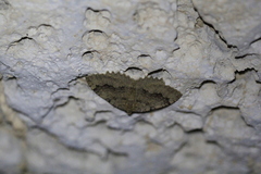 Triphosa