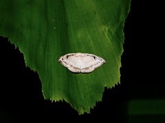 Callidrepana gelidata