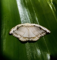 Callidrepana gelidata