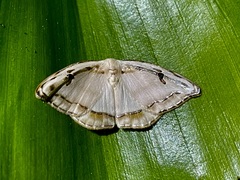 Callidrepana gelidata