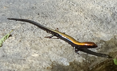 Panaspis namibiana