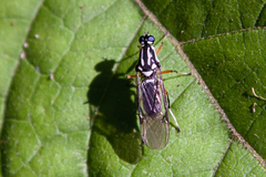 Raphiocera